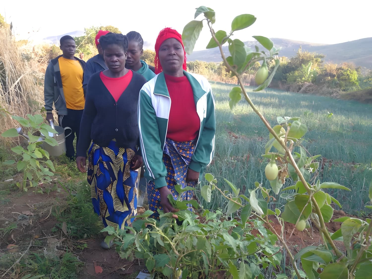 Women farmers among their onion and tomato crop, produce bound for market, with hills behind.