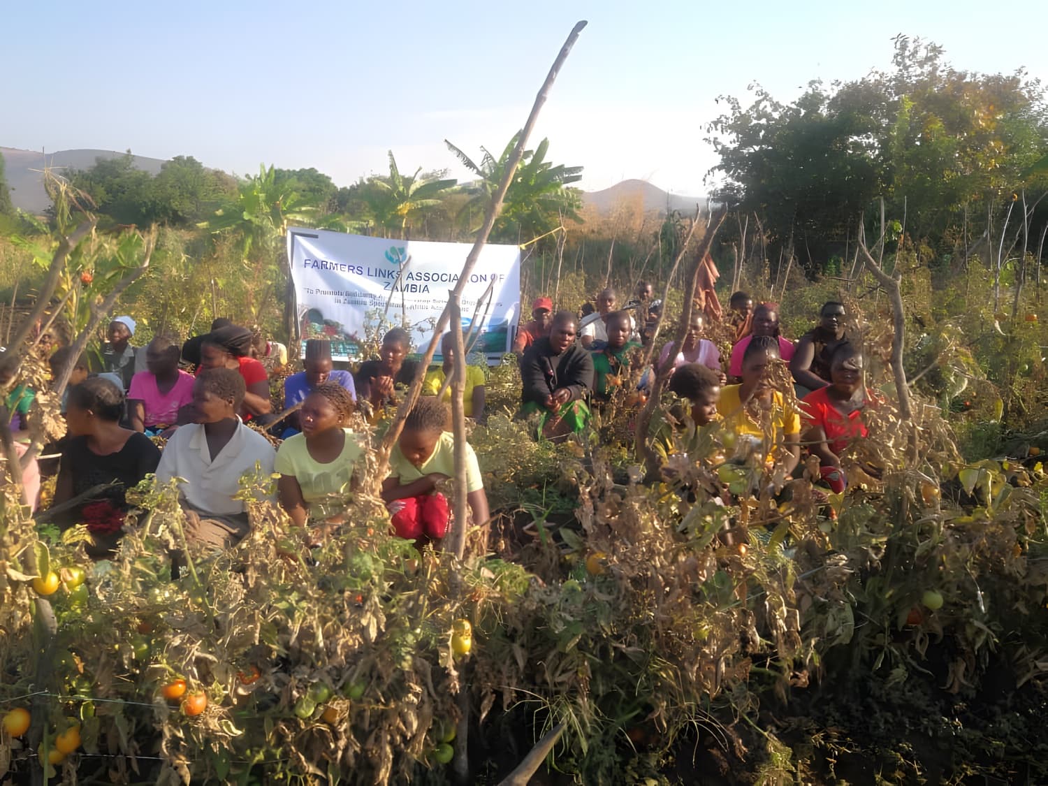 Farmers gathered among the tomato plants in a member's field